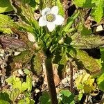 Anemone demissa Flower