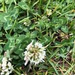 Trifolium repens ফুল