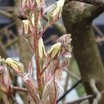Amelanchier × lamarckii Blomma