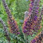 Amorpha canescens Цветок