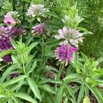 Monarda citriodora Flor