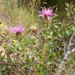 Atractylis humilis Habit