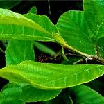 Alnus serrulata Hoja