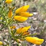 Ulex parviflorusFleur