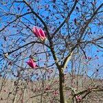 Magnolia liliifloraFlower