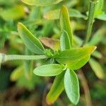 Salvia microphylla Leaf