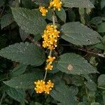 Calea urticifolia Λουλούδι