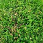 Barleria eranthemoides Habit