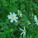 Ranunculus platanifolius Fula