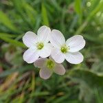 Cardamine pratensis花