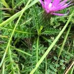 Cirsium acaule Liść