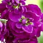 Matthiola incana Flor