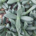 Carruanthus ringens Leaf