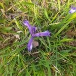 Iris sintenisii Blüte