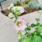 Alcea rosea Blüte