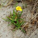 Oenothera strictaFrunză