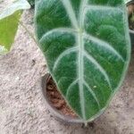 Alocasia longiloba Leaf