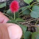 Acalypha herzogiana Flower