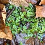 Chrysosplenium americanum Deilen