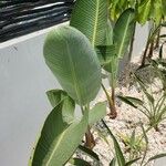 Strelitzia nicolai Blad