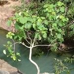 Ficus abutilifolia Ліст