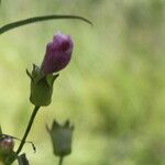 Anisantherina hispidula Flor