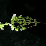 Euphrasia schlagintweitii Alkat (teljes növény)