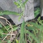 Achillea tomentosa पत्ता