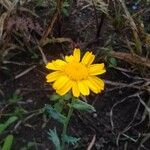 Glebionis segetum Flower