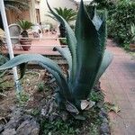 Agave salmiana Habit