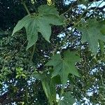 Luffa aegyptiaca Leaf