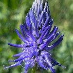 Phyteuma betonicifolium Flor