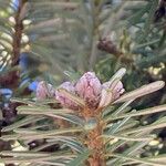 Abies concolor Blad