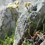 Androsace obtusifolia Mosusu