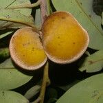 Diospyros discolor Fruit