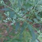 Eupatorium serotinumКвітка