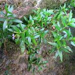 Cuphea racemosa Habitus