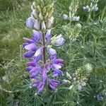 Lupinus nootkatensis Cvijet