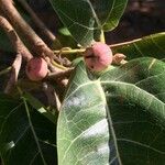 Ficus ingens Fruit