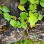 Theligonum cynocrambe Yaprak