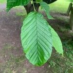 Carpinus betulusBlatt