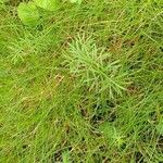 Seseli peucedanoides Hoja