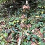 Stachys alpina Habitat