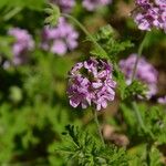 Pelargonium graveolensBlodyn