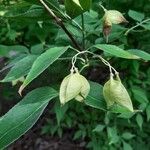 Staphylea bumalda Φρούτο