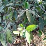 Ficus coronata Листок