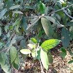 Ficus coronata Leaf