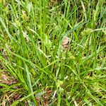 Carex oederi Blatt