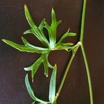 Delphinium leroyi Blad