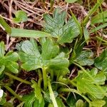 Ranunculus alpestris Leaf